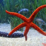 Não tire selfies com estrelas do mar