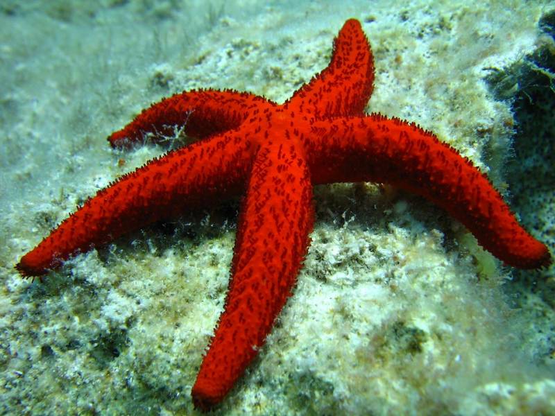 Estrela do mar