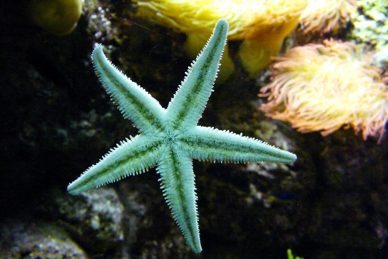 Estrela do mar