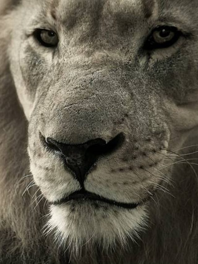 Declaração de imposto de renda 2023: Receita já recebe declarações