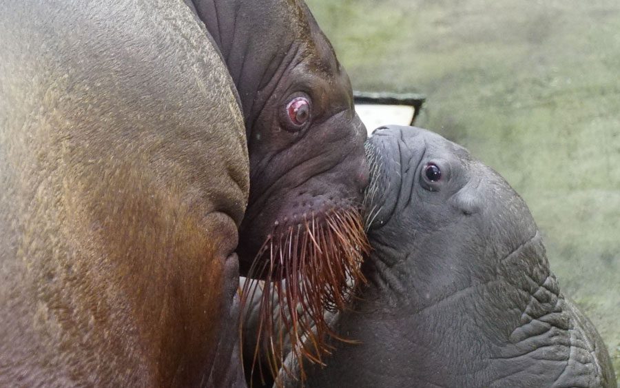 Bebê morsa nasce no SeaWorld Orlando