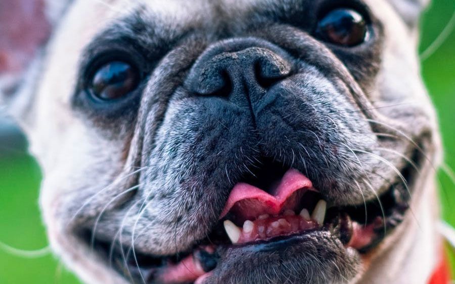 Esqueça aquela regra dos 7, é assim que se determina a idade do seu cachorro em anos humanos