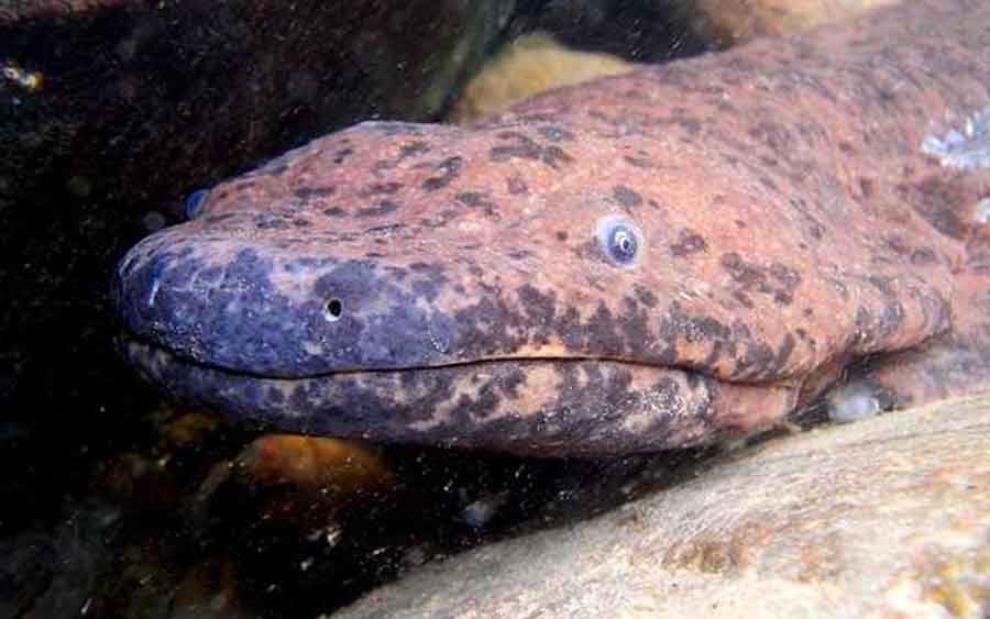 Salamandra gigante pode ser o maior anfíbio do mundo