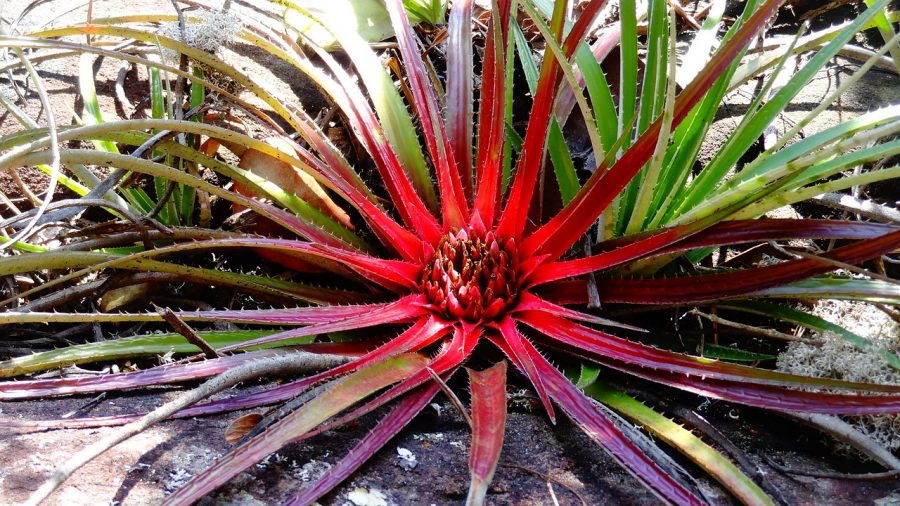 Flora da região é inestimável