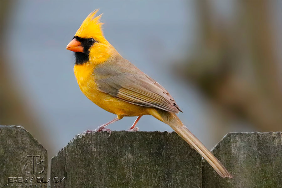 Cardeal amarelo (foto: Jeremy Black)