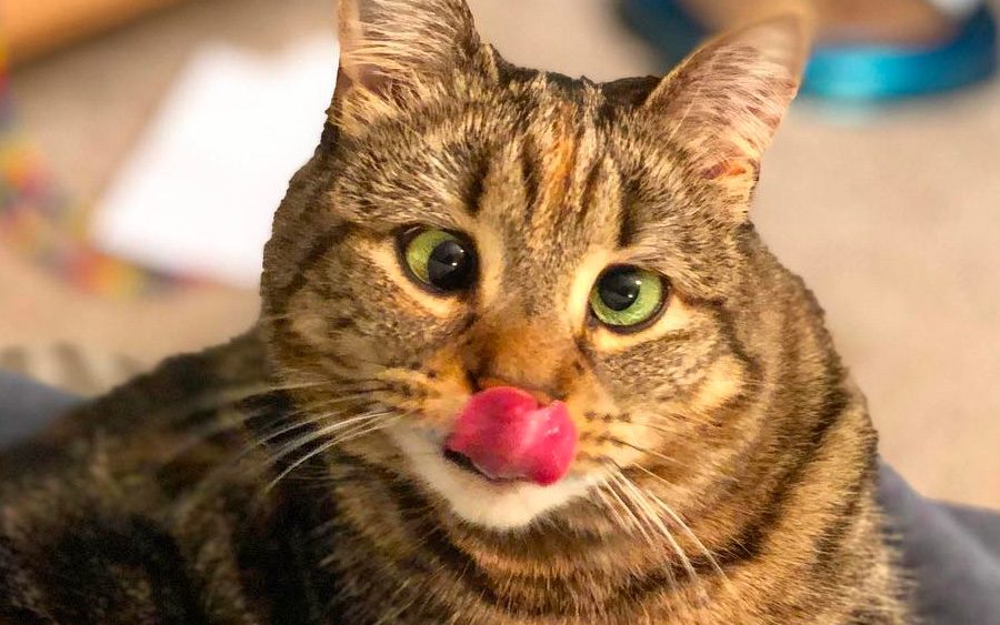 Esta gata foi abandonada por ser vesga, mas agora seu visual está roubando corações