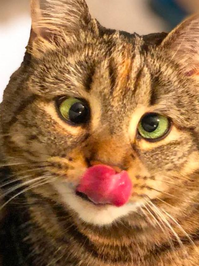 Esta gata foi abandonada, mas agora seu visual está roubando corações