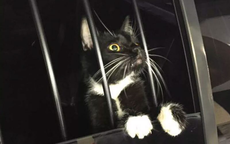 Família confunde gato com bandido, chama a polícia e o animal quase acaba preso