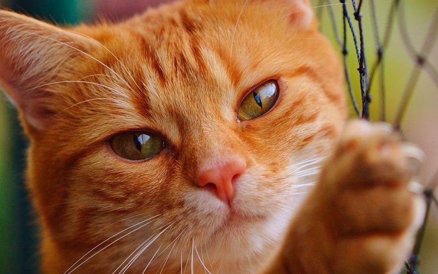 Seu gato te ama tanto quanto seu cachorro, revela estudo