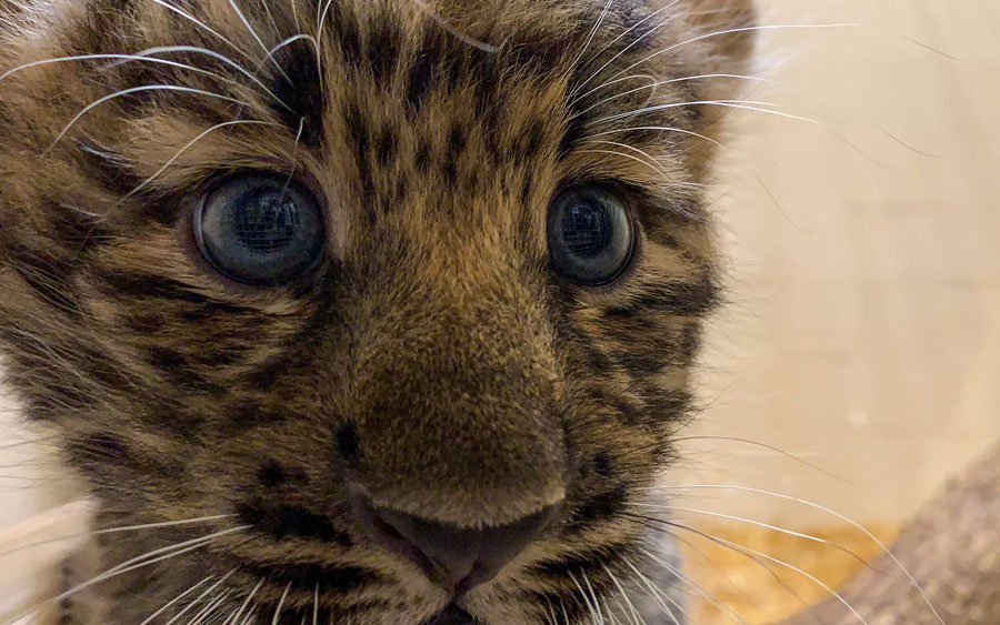 Zoológico em Nova York apresenta filhotes de leopardos raros