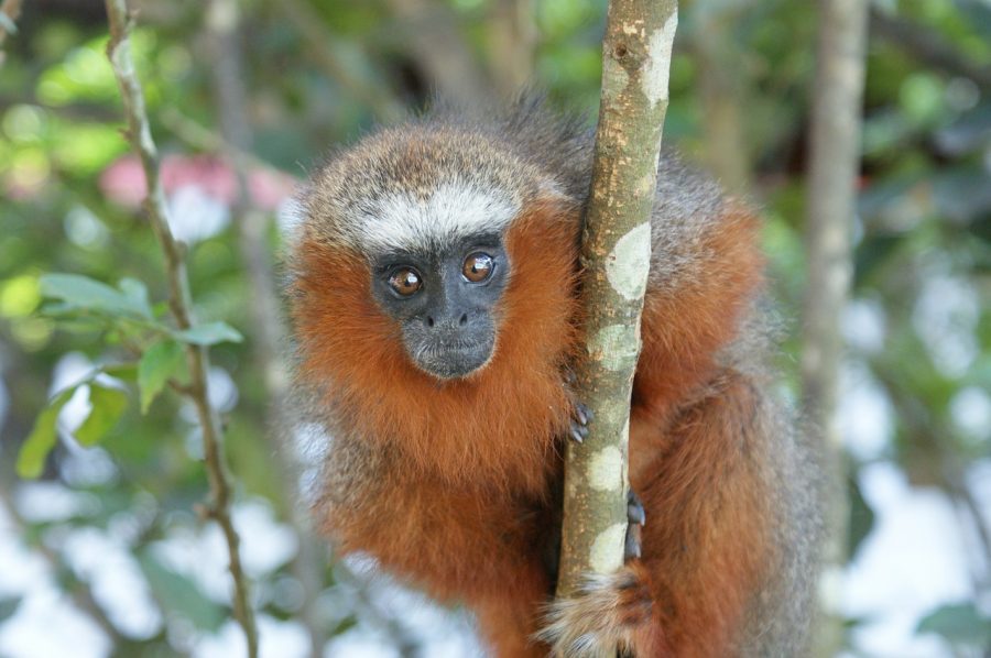 Região tem uma fauna muito complexa