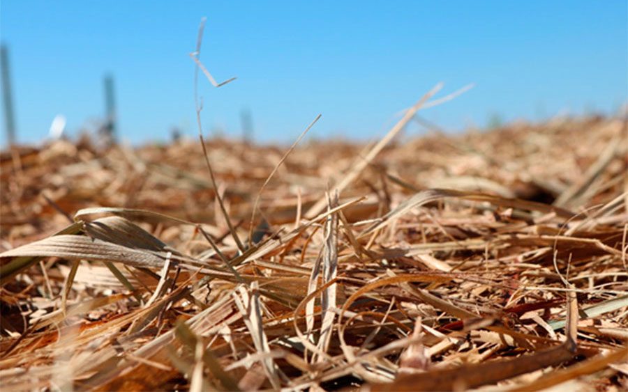 Pesquisa revela aumento na demanda de fertilizantes no Brasil até 2050