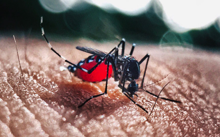 Pesquisas revelam que vírus Zika traz prejuízos pra crianças e adultos