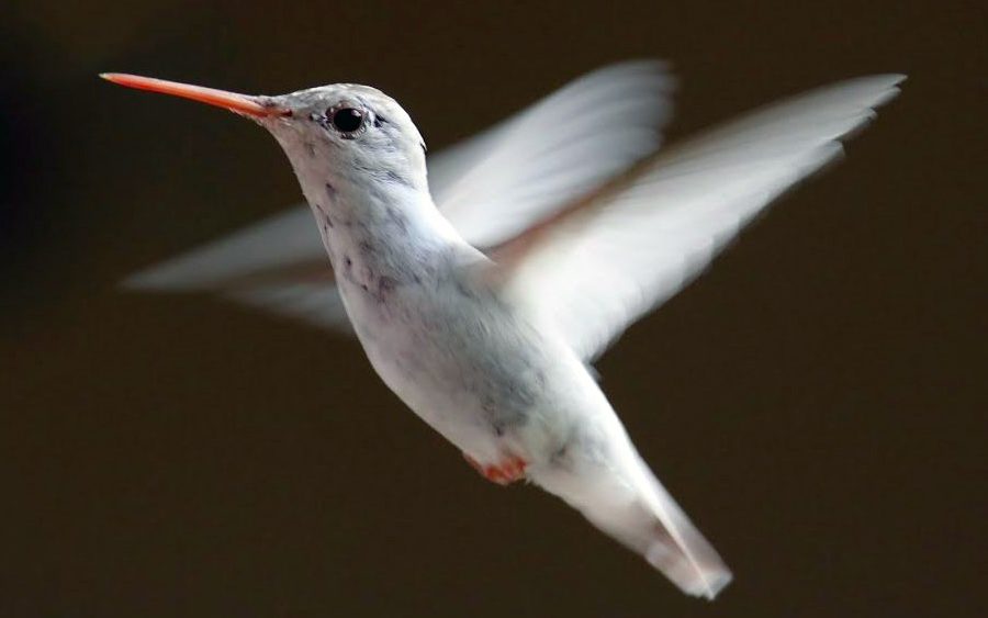Fotos de animais albinos cuja beleza está fora deste mundo