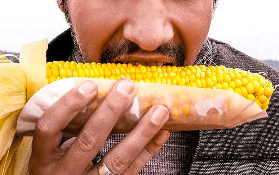Variedades do milho transgênico podem ser boas para a humanidade