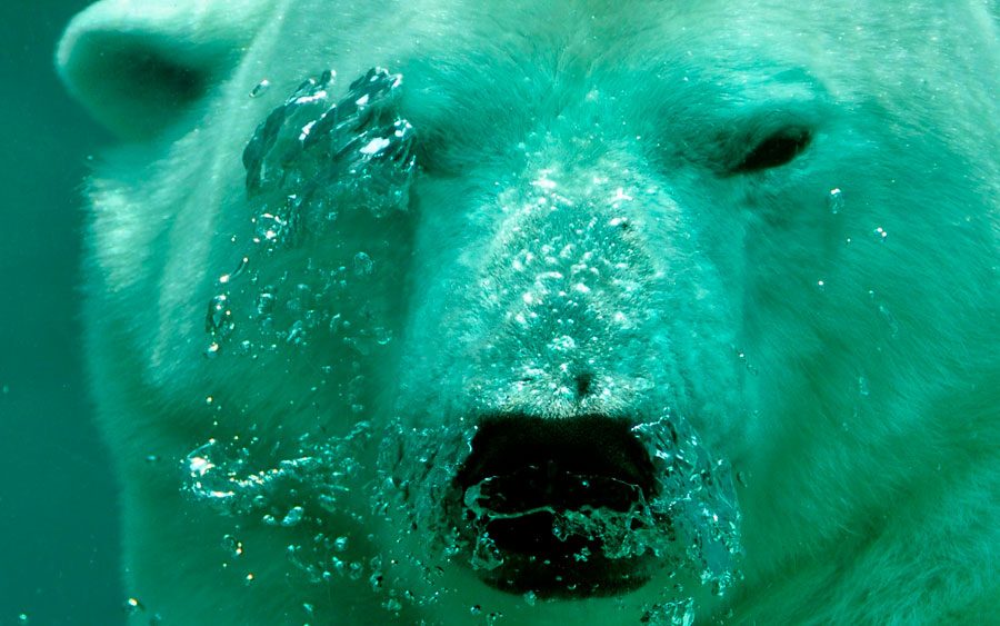 Segundo a ONU, oceanos ficarão mais quentes e ácidos