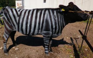 Entenda porque cientistas estão pintando vacas como se fossem zebras