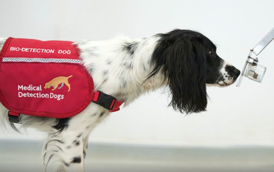 Cães estão sendo usados para farejar a malária