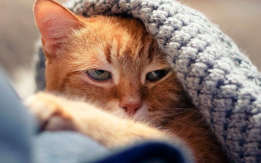 Por que os gatos ronronam?