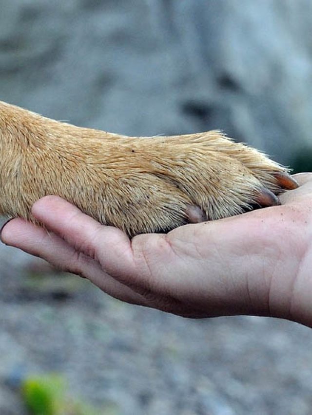 Descubra as diferenças entre unhas e garras