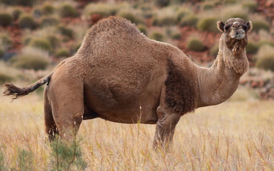 A pedido de aborígines, 10 mil camelos serão mortos na Austrália