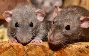 China: Ratos estão infectando humanos com hepatite e ninguém sabe como