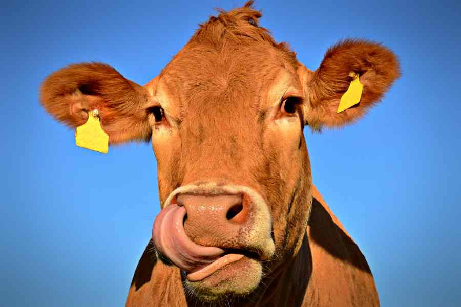 Uboi: novo app para revolucionar o transporte de gado