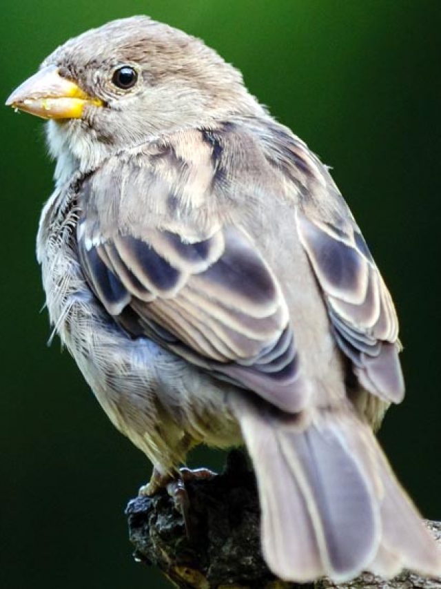 A história dos pardais no Brasil