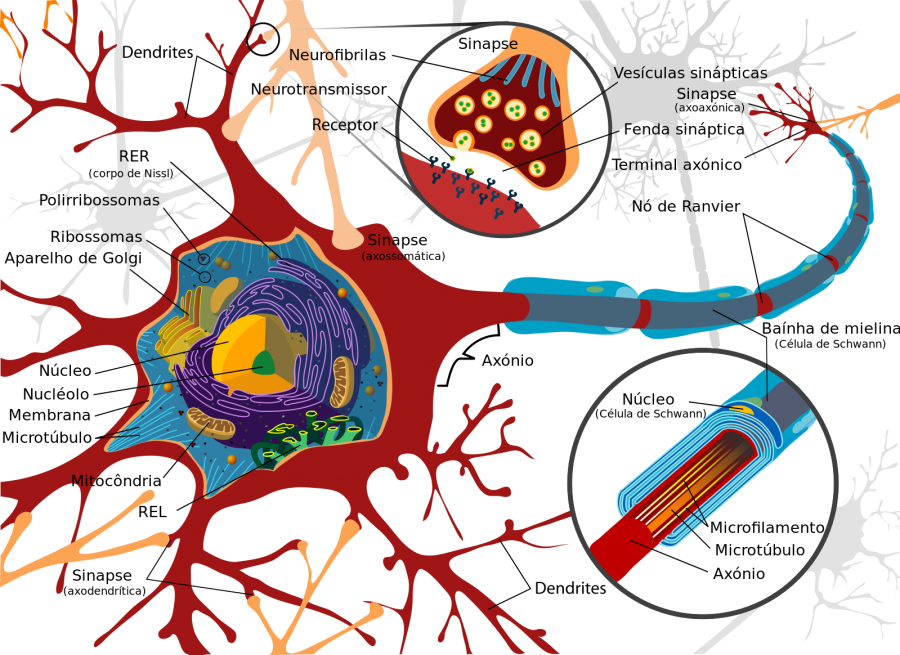 Os neurônios são os destaques para essa composição, onde existem cerca de 86 bilhões em nosso cérebro - LadyofHats / Wikimedia