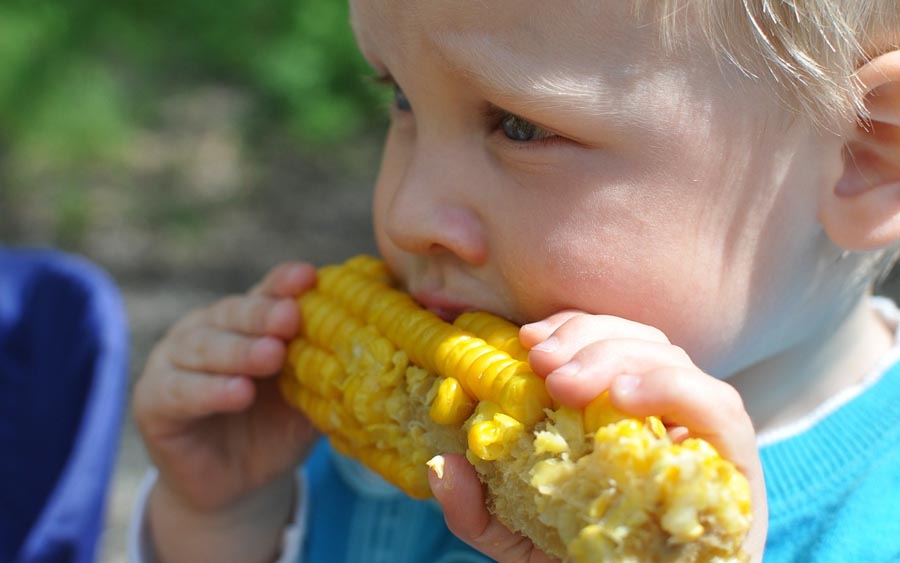 O milho, um conhecido cereal cultivado em grande parte do mundo, é extensivamente utilizado como alimento humano ou para ração animal devido às suas qualidades nutricionais.