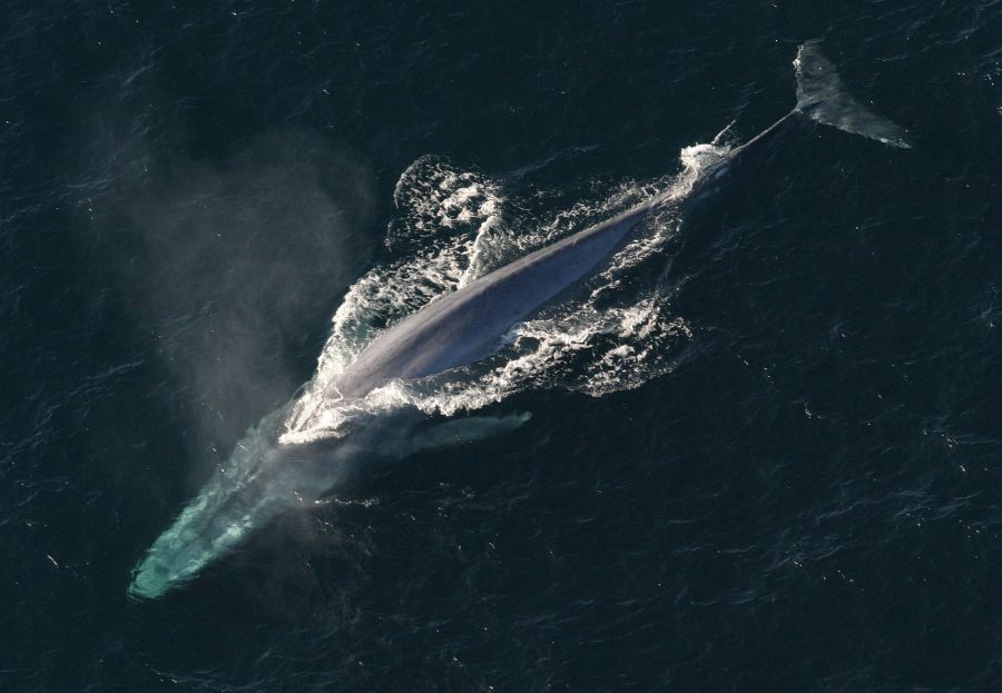 A baleia-azul (Balaenoptera musculus) é um mamífero marinho pertencente à subordem Mysticeti dos cetáceos. Com até 30 m de comprimento e mais de 180 t de peso, são os maiores animais que já existiram - Foto: NOAA Photo Library / Wikimedia