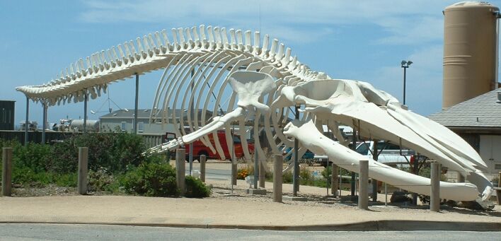 Esqueleto de baleia-azul em frente ao Long Marine Laboratory da Universidade da Califórnia em Santa Cruz - Bronwen Lea / Wikimedia