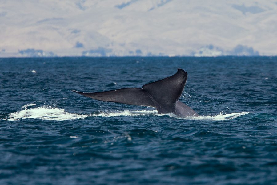 Uma baleia-azul, levantando as nadadeiras de sua cauda durante um mergulho - Mike Baird / Wikimedia