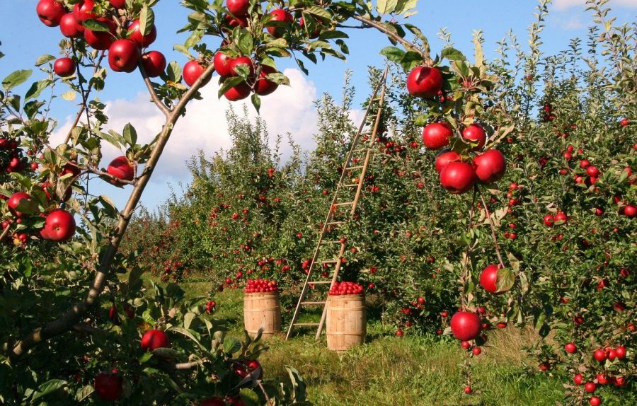 É possível que daqui a algum tempo, essas evoluções agrícolas possam proporcionar uma alimentação muito mais saudável