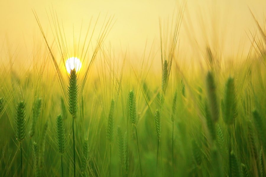 Vamos rever alguns conceitos de cultivo e colheita para falar um pouco mais sobre isso