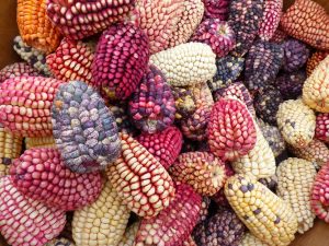 As origem do delicioso milho