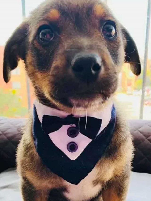 Cachorro se arruma e até veste gravatinha, mas adotante não aparece.