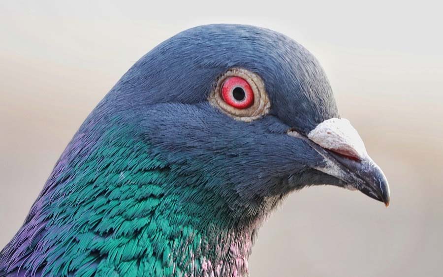 Doença misteriosa transforma pombos em zumbis