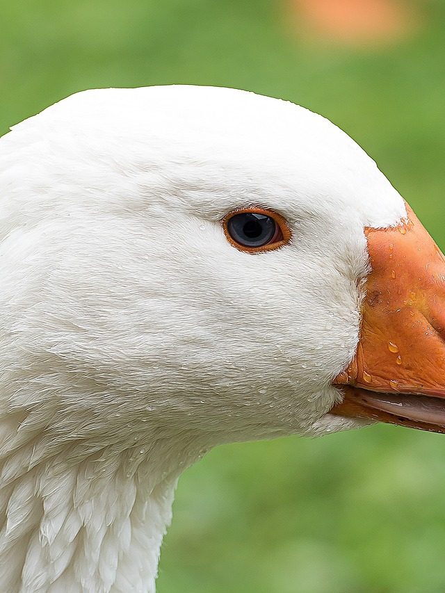 Foie gras está proibido em residências da família real britânica