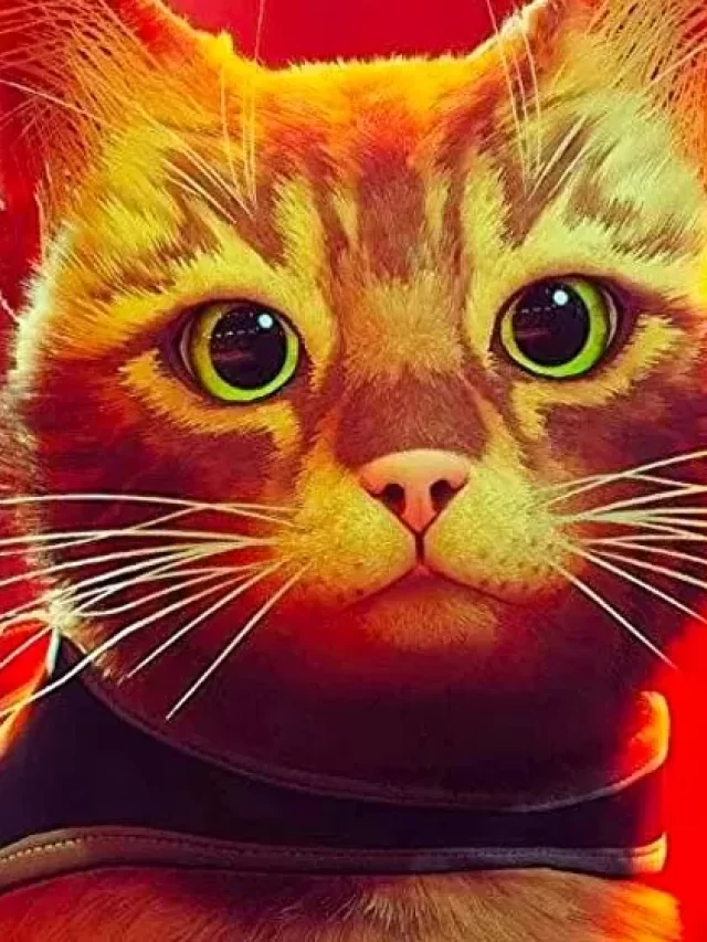 Quanto seu gato gosta de você? Resultado de estudo vai te surpreender