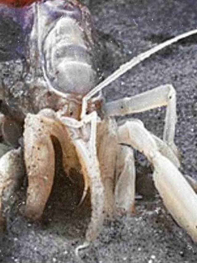 Estudo sobre o camarão corrupto encerra debate científico de 40 anos