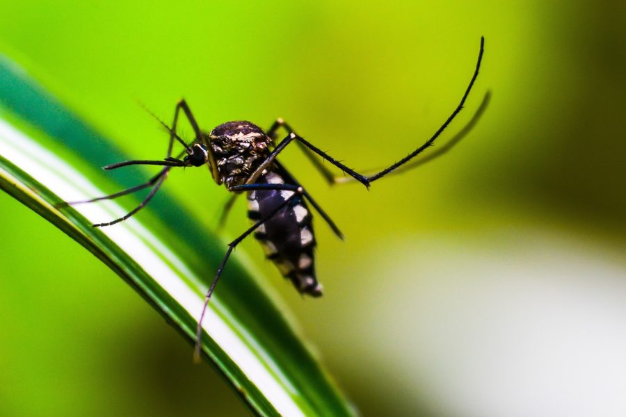 Não deixe a dengue te picar! Faça a sua parte e elimine os criadouros do mosquito Aedes aegypti.