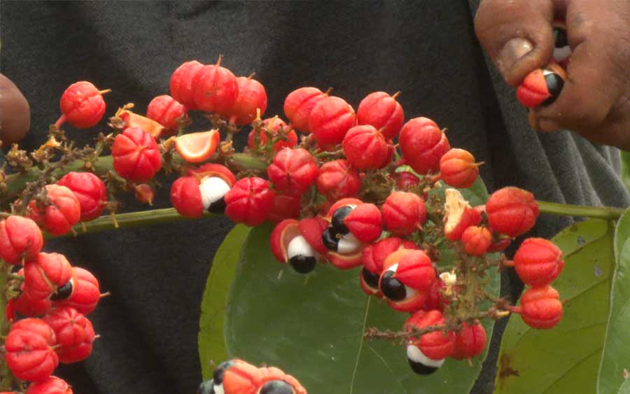 Guaraná: a fruta que vira refrigerante com um significado especial