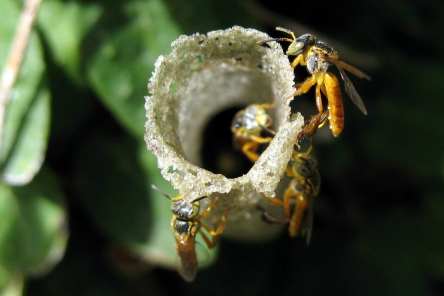 A Tetragonisca angustula, também chamada jataí-amarela, abelha-ouro, jataí, abelha-mirim, mosquitinha-verdadeira, sete-portas, três-portas, abelha de botas e minguinho é uma abelha social da subfamília dos meliponíneos, de ampla distribuição no Brasil.