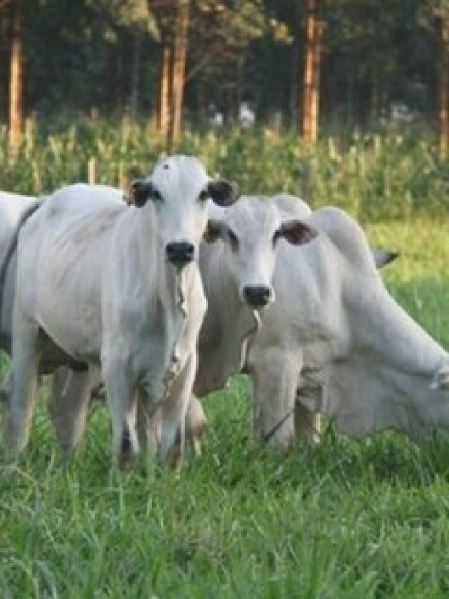 Cotação: mercado do boi gordo tem baixa no preço hoje