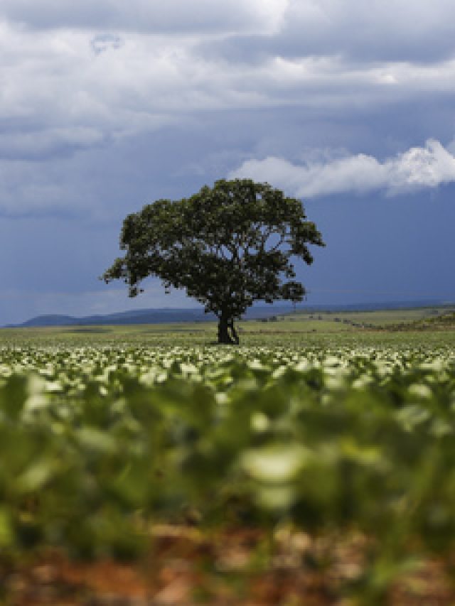 IBGE: Brasil deve ter safra recorde este ano