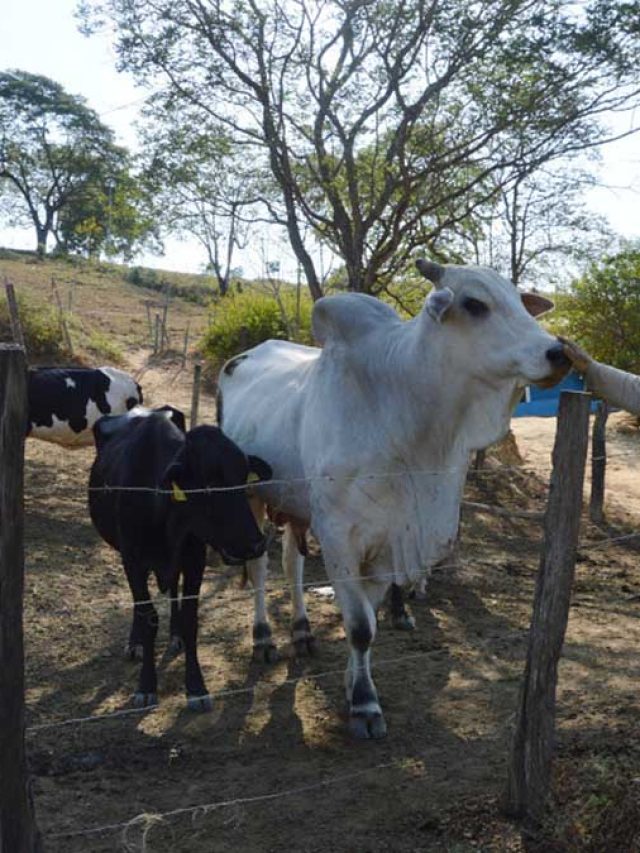 Incra: produção de leite é alternativa de renda
