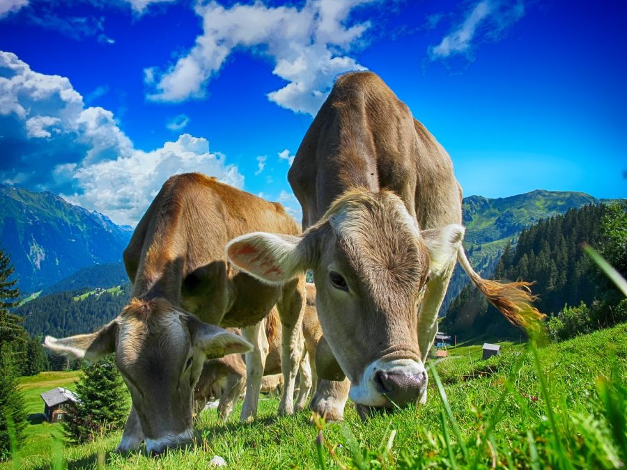 Pecuária é a criação de animais para a produção de alimentos ou matéria-prima