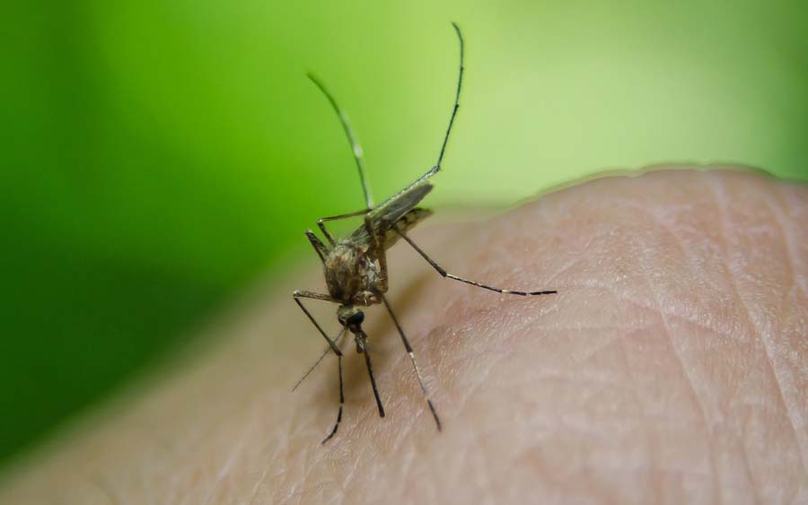 Precisamos voltar a falar sobre a dengue; veja diferença entre pernilongo e mosquito da dengue