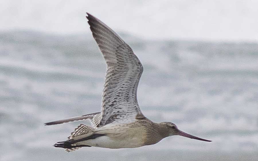 A chalreta ou o fuselo (Limosa lapponica) é uma ave migratória da família Scolopacidae, que se reproduz nas tundras e costas do Ártico, principalmente na Eurásia, e passa os invernos nas costas das regiões temperadas e tropicais da Eurásia (Paul van de Velde)